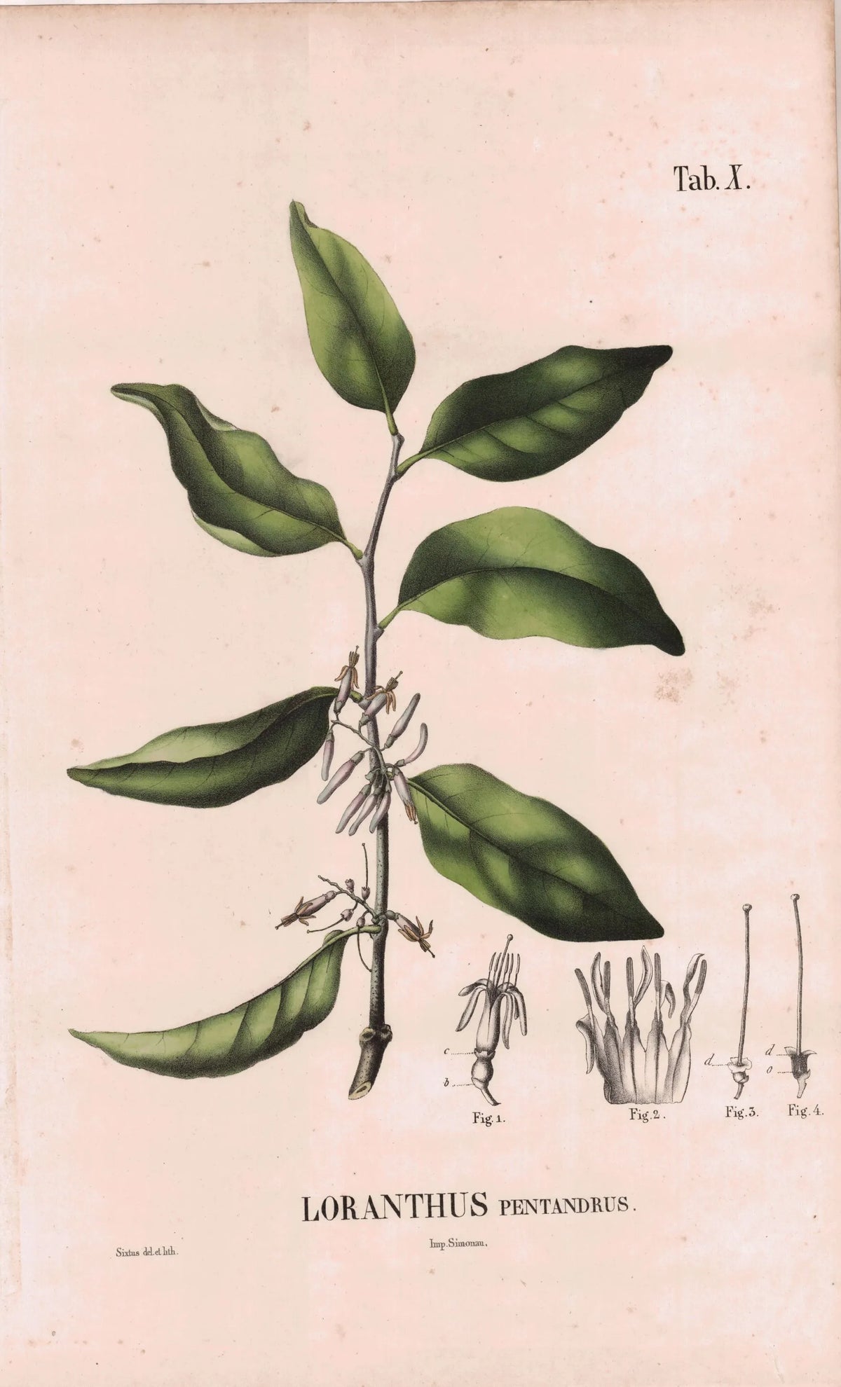 Coleção de gravuras- Plantas, Flores e Frutos XIV