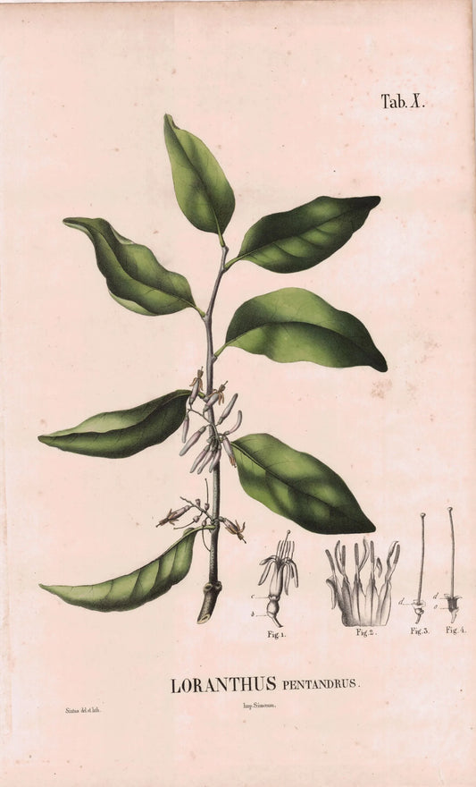 Coleção de gravuras- Plantas, Flores e Frutos XIV