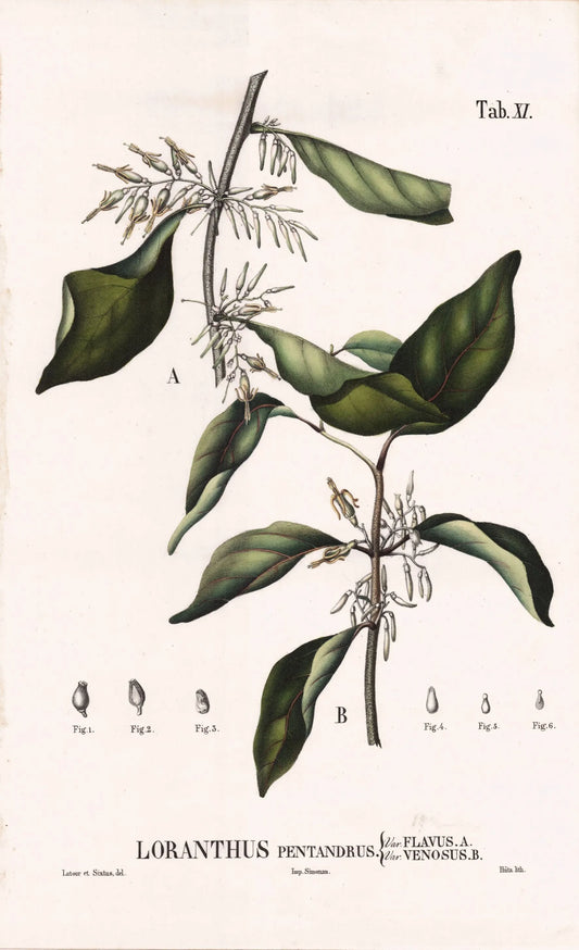 Coleção de gravuras- Plantas, Flores e Frutos XIII