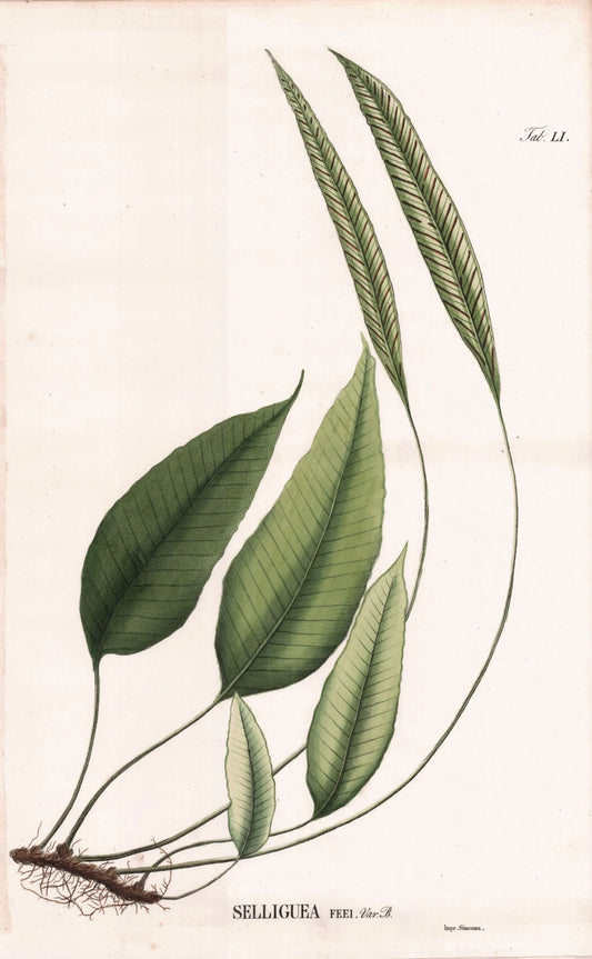Coleção de gravuras- Plantas, Flores e Frutos XII