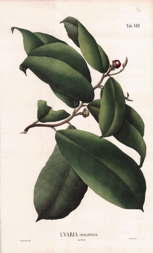 Coleção de gravuras- Plantas, Flores e Frutos VIII
