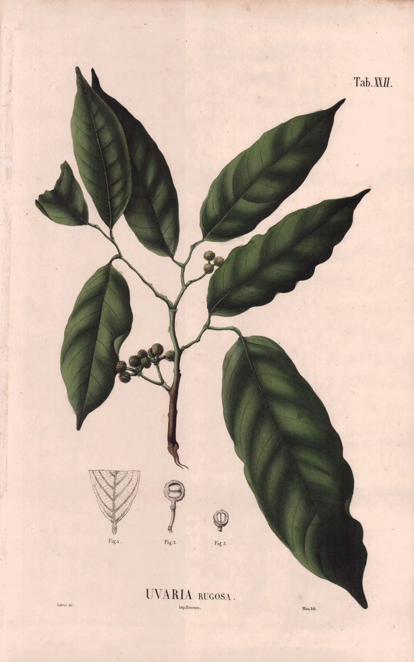 Coleção de gravuras- Plantas, Flores e Frutos VII