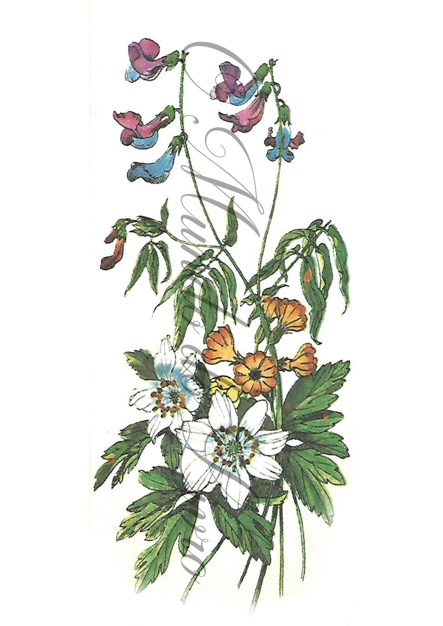 Reprodução de uma Gravura - Flores 109