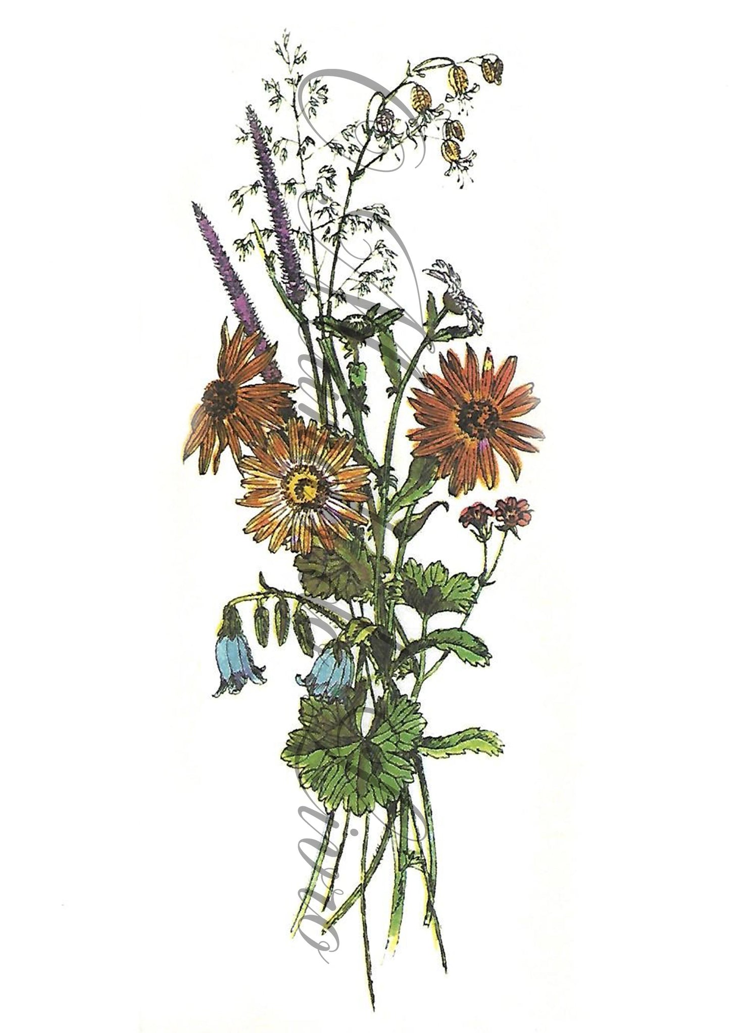 Reprodução de uma Gravura - Flores 111
