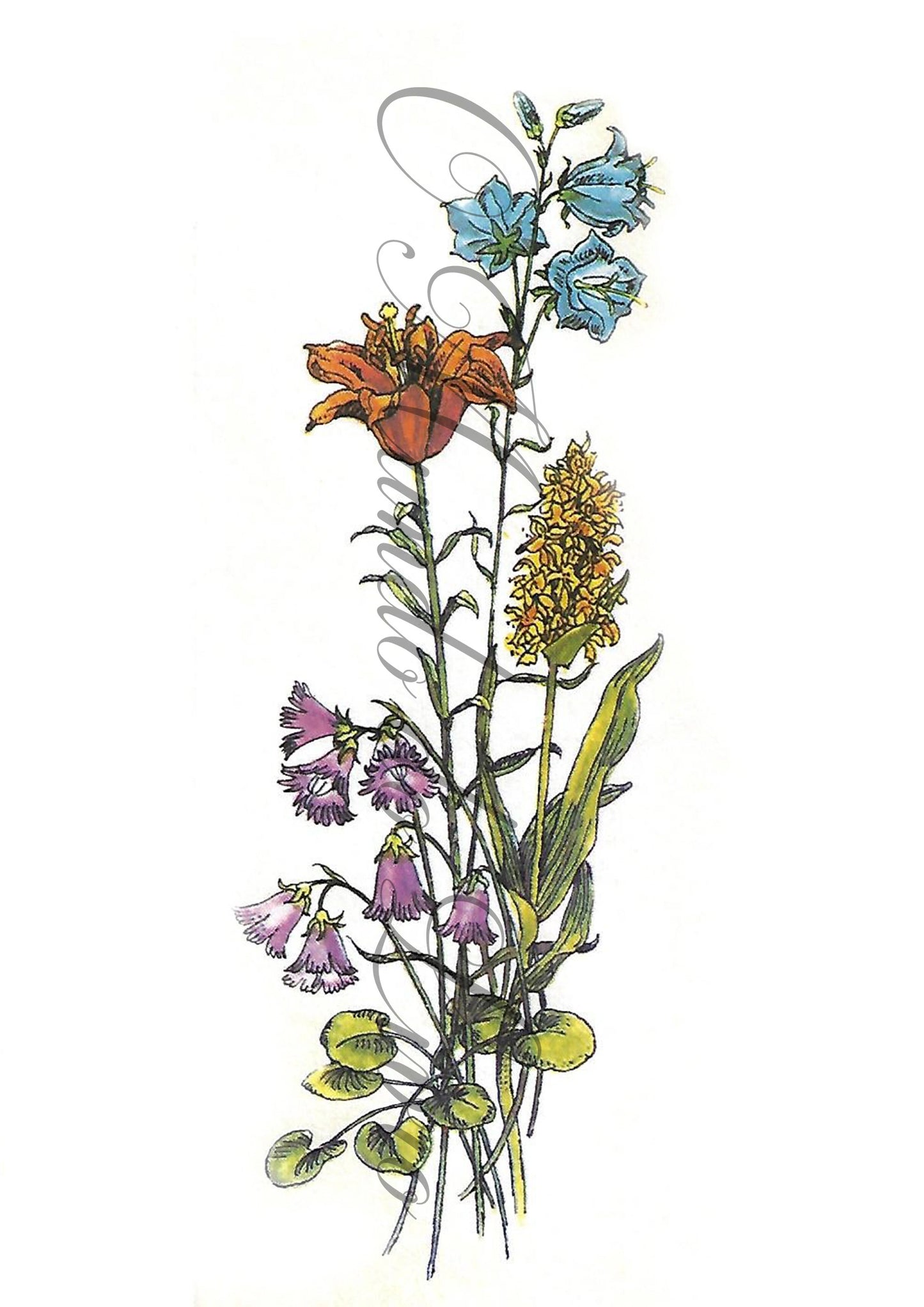 Reprodução de uma Gravura - Flores 113