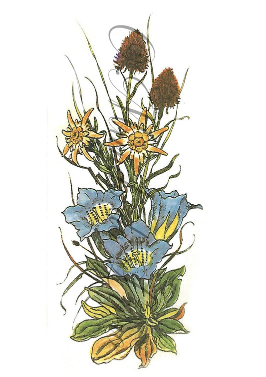 Reprodução de uma Gravura - Flores 117