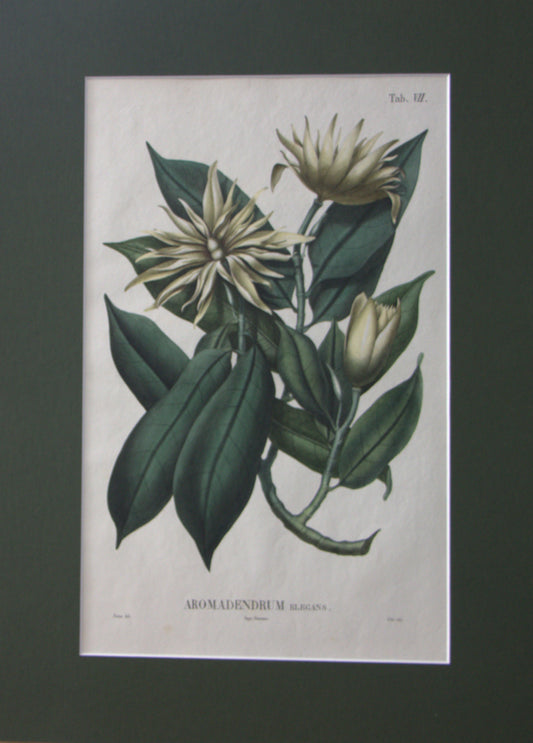 Coleção de gravuras- Plantas, Flores e Frutos II