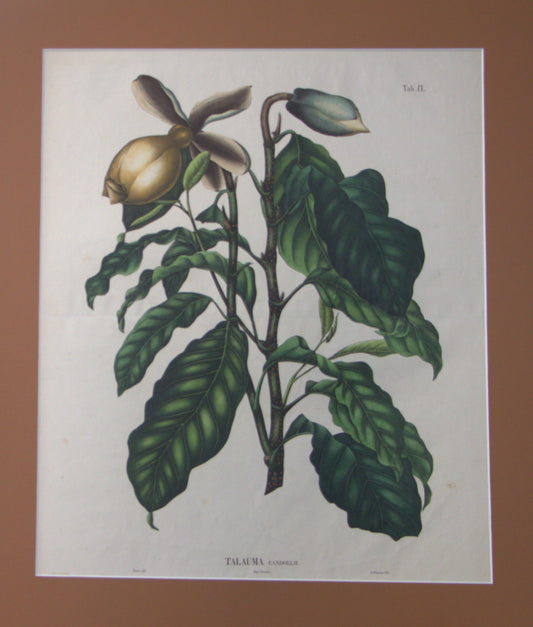Coleção de gravuras- Plantas, Flores e Frutos I