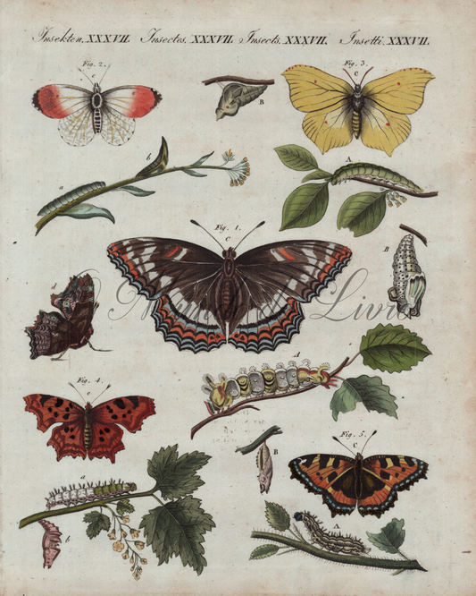 Des Beaux Papillons Allemands