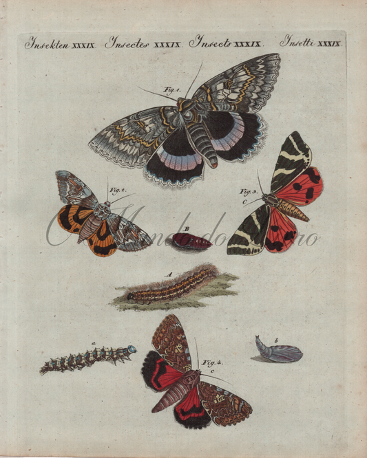 De Rares Papillons Nocturnes D'Allemagne