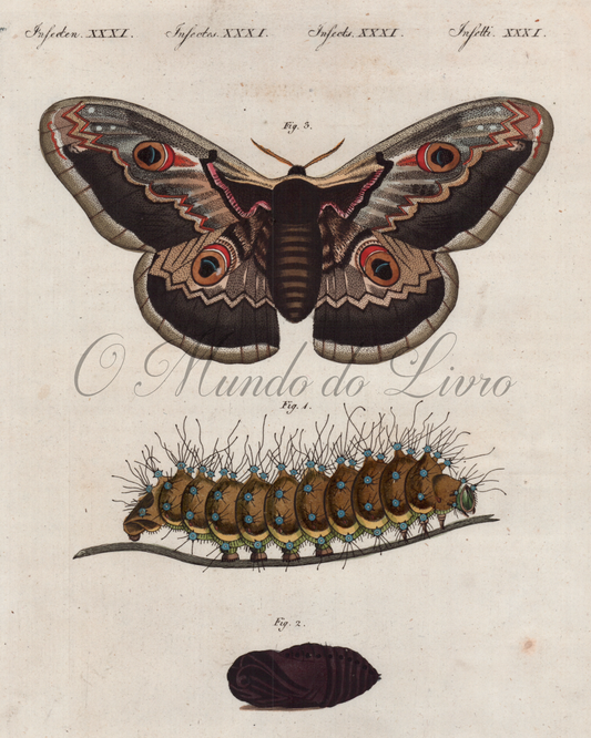 Insectes Remarquables