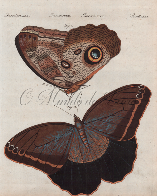 Papillon de Surinam II