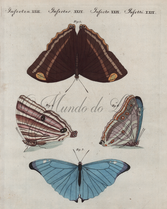 Papillons de Surinam I