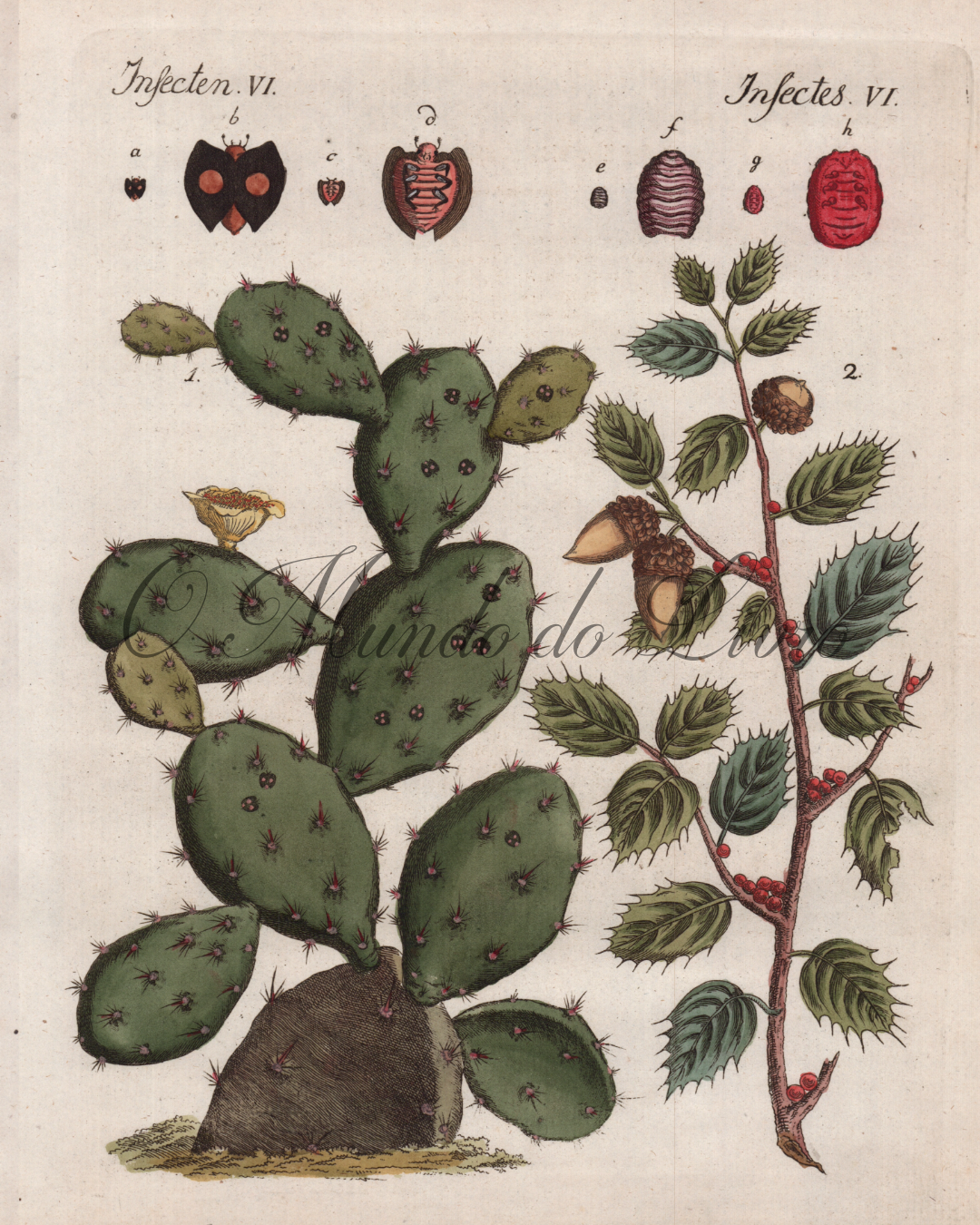 Insectes Precieux