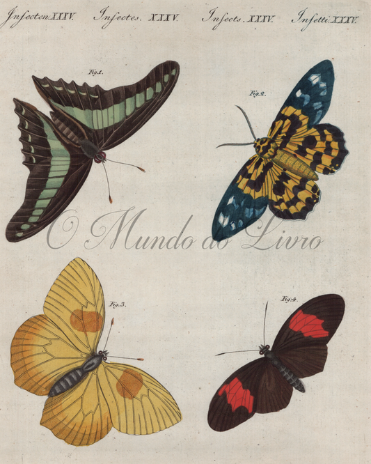 Papillons Étrangers