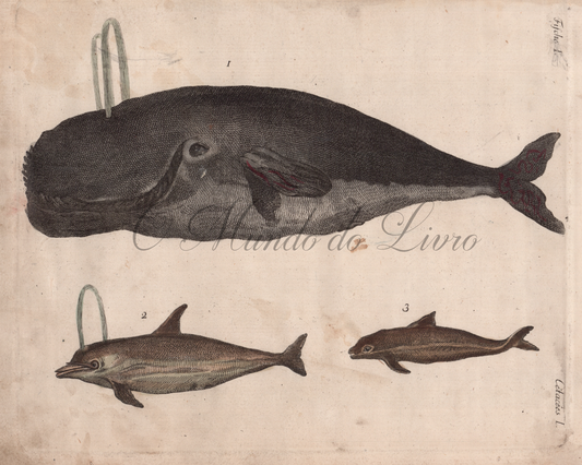 Trois Espèces de Baleines