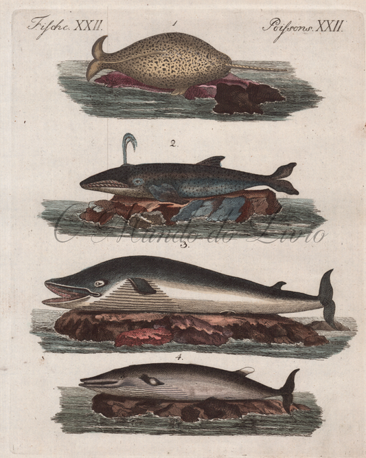 Especes de  Baleines