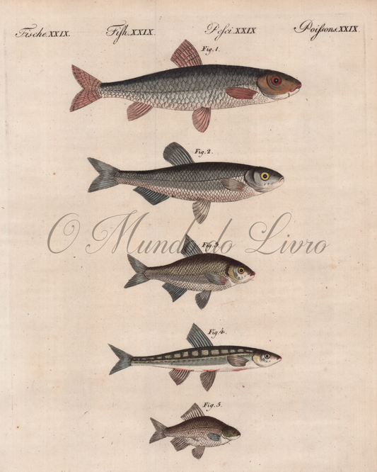 Poissons de Riviére D'Allemagne