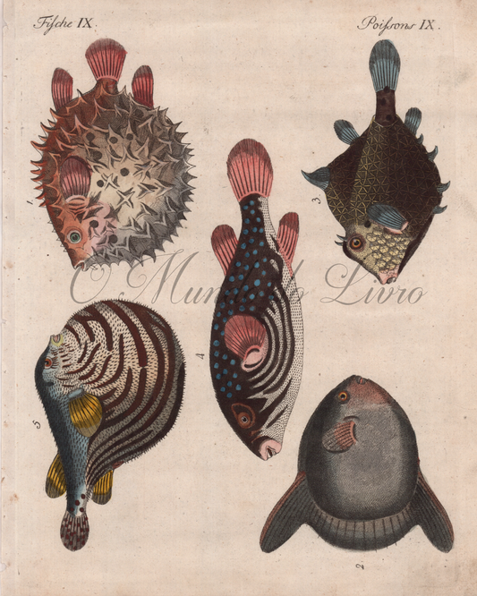 Poissons de Formes Singulieres