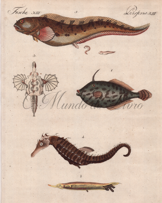 Poissons Merveilleux