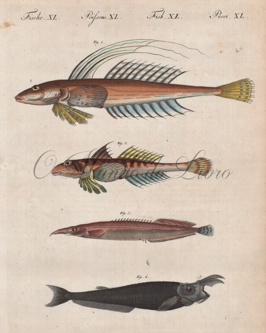 Poissons de Figure Singuliere I