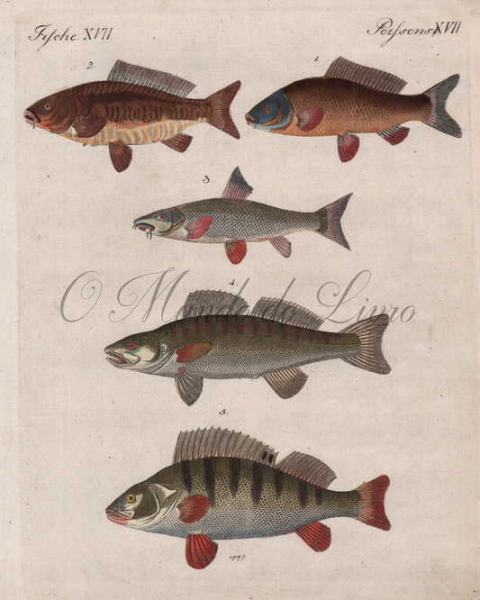 Poissons des Rivières Allemandes