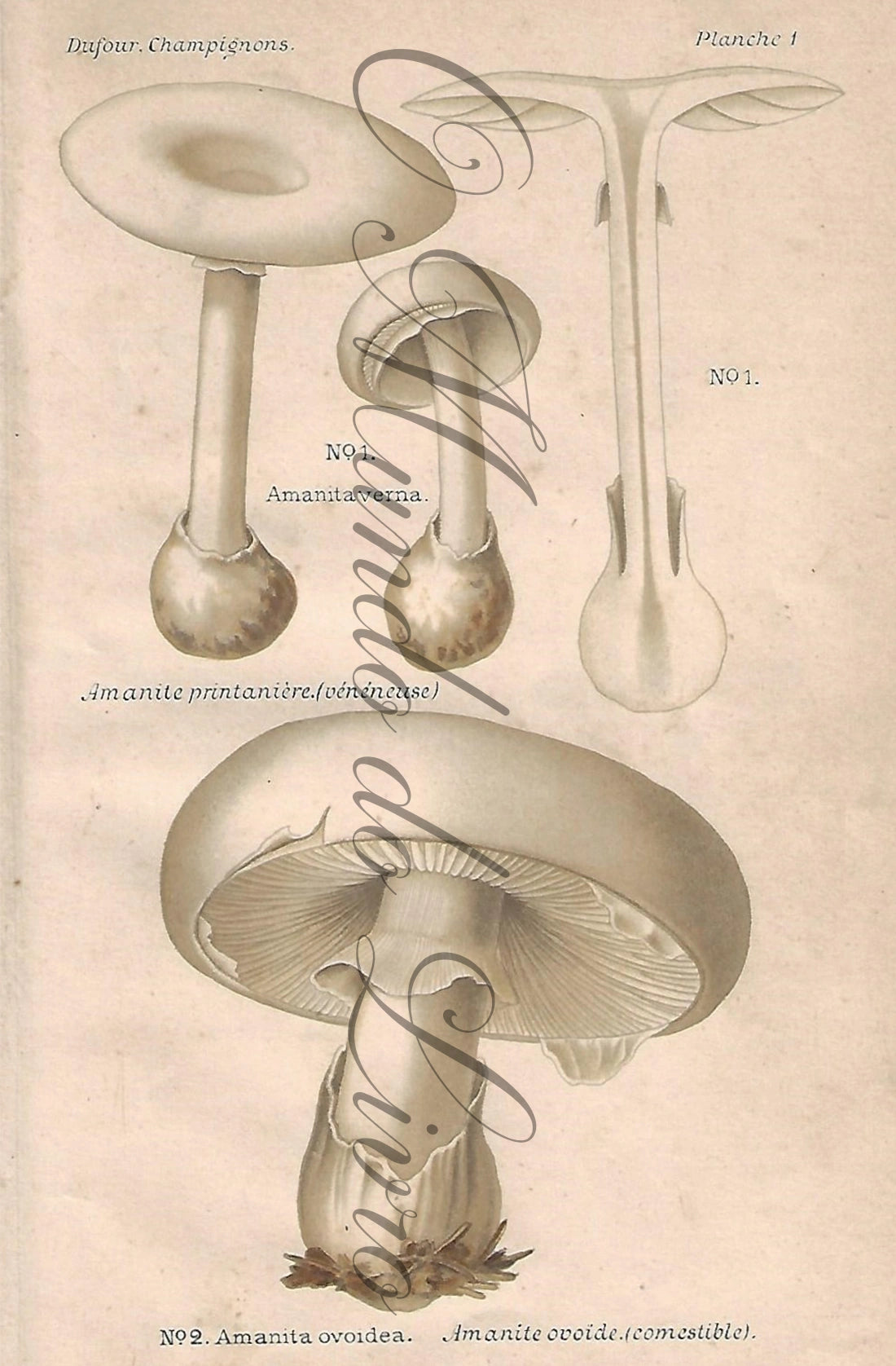 Gravura de Cogumelo - Prancha 1 | Dufour, Léon (1891)