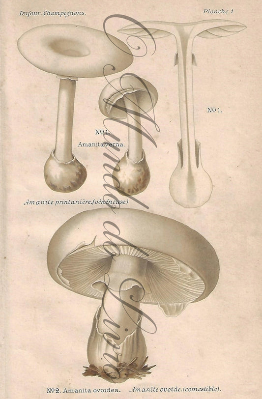 Gravura de Cogumelo - Prancha 1 | Dufour, Léon (1891)
