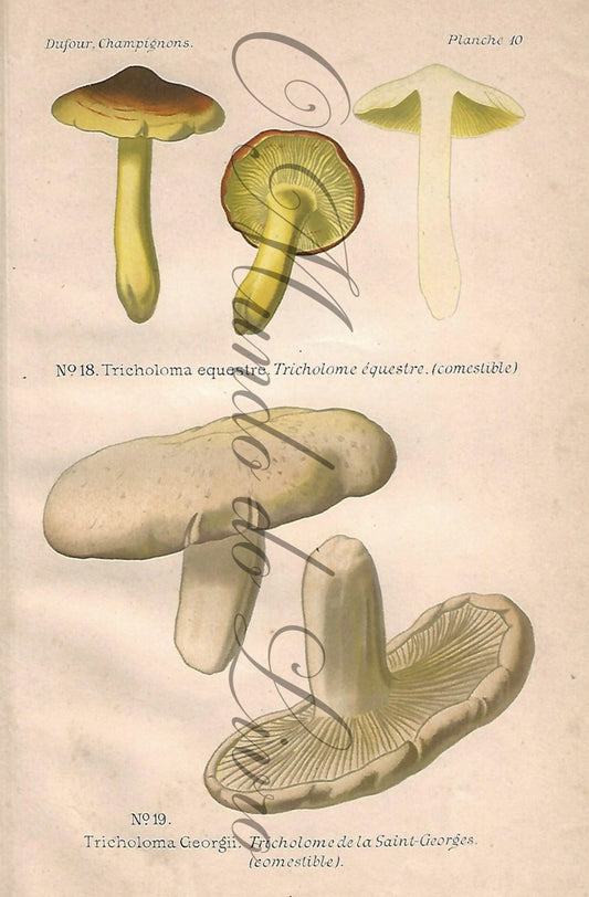 Gravura de Cogumelo - Prancha 10 | Dufour, Léon (1891)