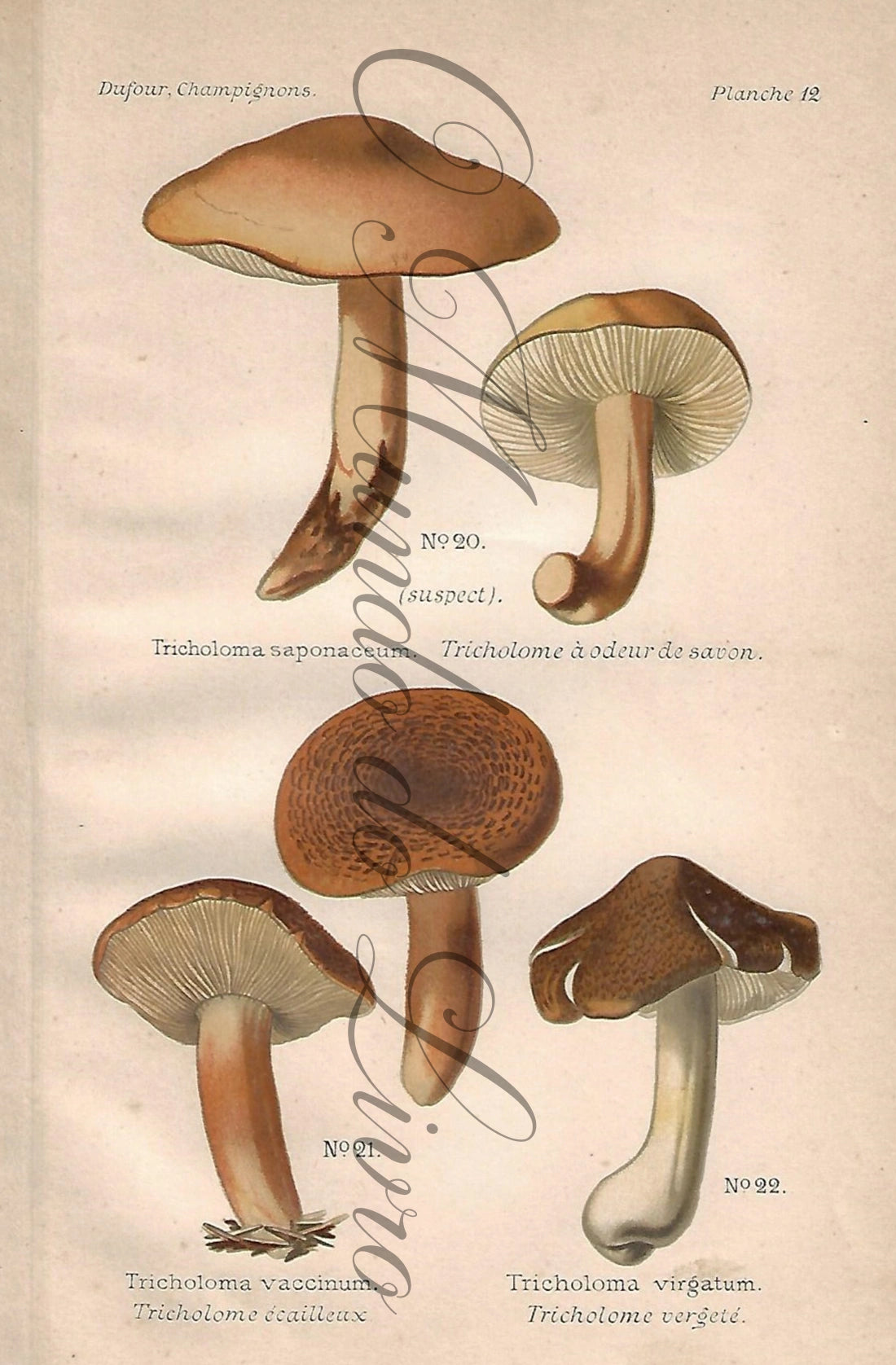 Gravura de Cogumelo - Prancha 12 | Dufour, Léon (1891)