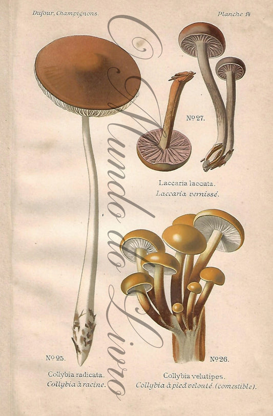 Gravura de Cogumelo - Prancha 14 | Dufour, Léon (1891)