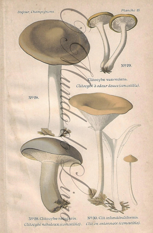 Gravura de Cogumelo - Prancha 15 | Dufour, Léon (1891)