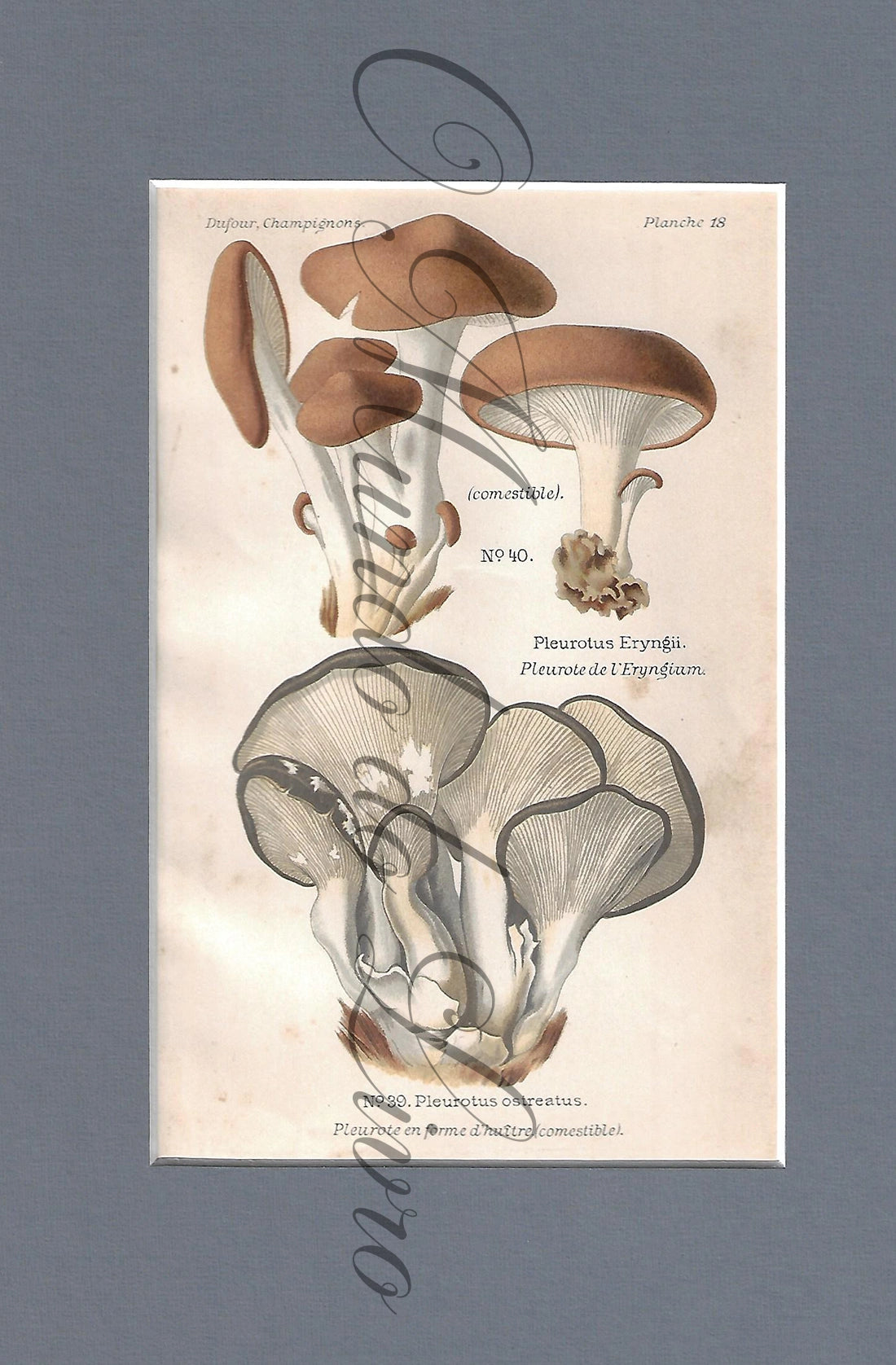 Gravura de Cogumelo - Prancha 18 | Dufour, Léon (1891)