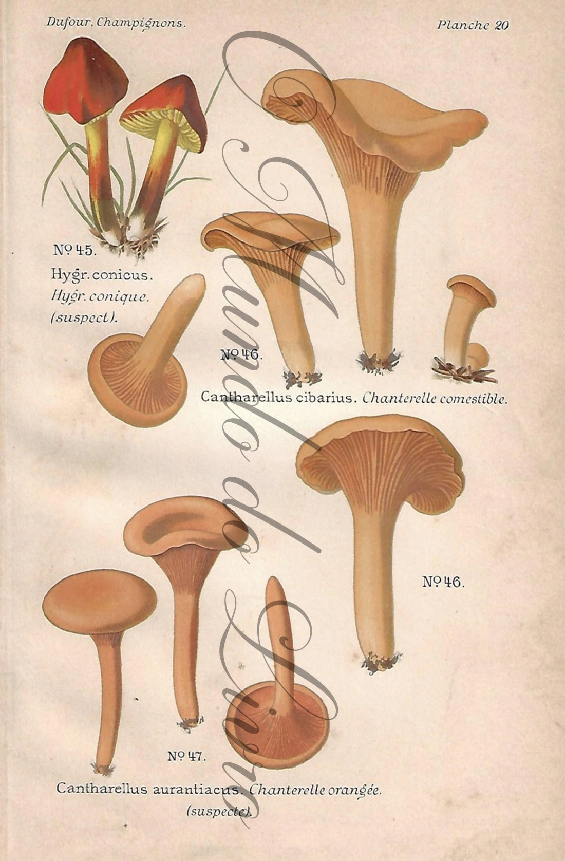 Gravura de Cogumelo - Prancha 20 | Dufour, Léon (1891)