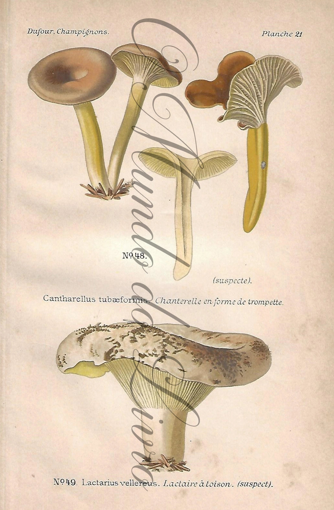 Gravura de Cogumelo - Prancha 21 | Dufour, Léon (1891)