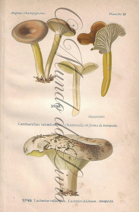 Gravura de Cogumelo - Prancha 21 | Dufour, Léon (1891)