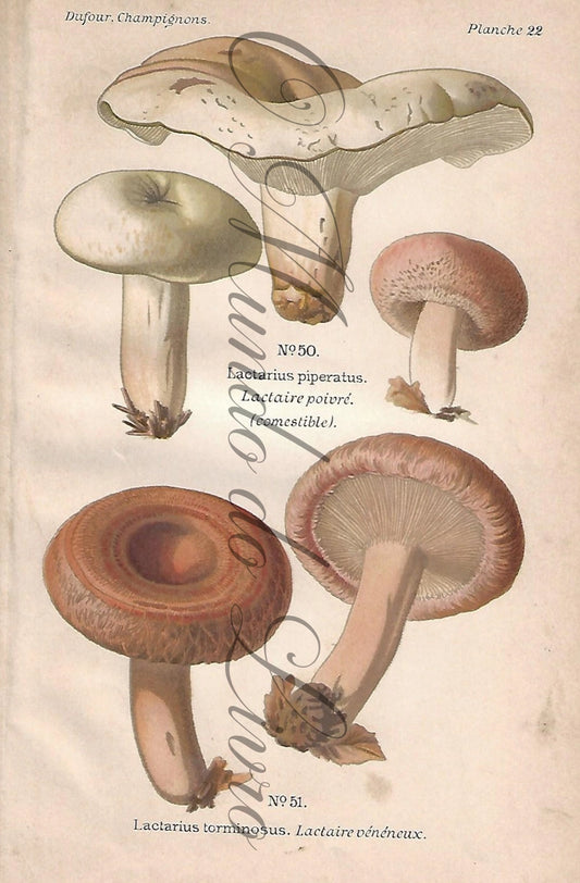 Gravura de Cogumelo - Prancha 22 | Dufour, Léon (1891)