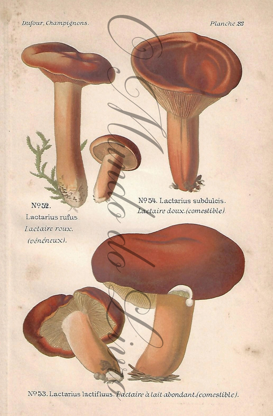 Gravura de Cogumelo - Prancha 23 | Dufour, Léon (1891)