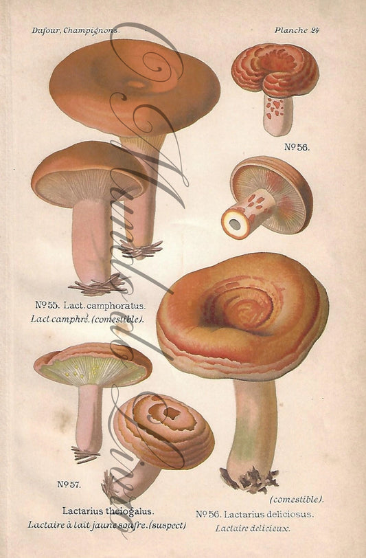 Gravura de Cogumelo - Prancha 24 | Dufour, Léon (1891)