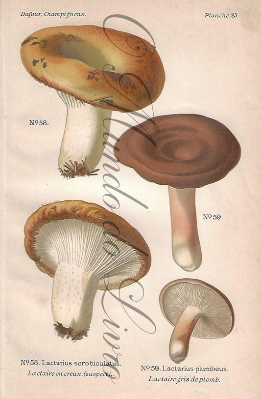 Gravura de Cogumelo - Prancha 25 | Dufour, Léon (1891)