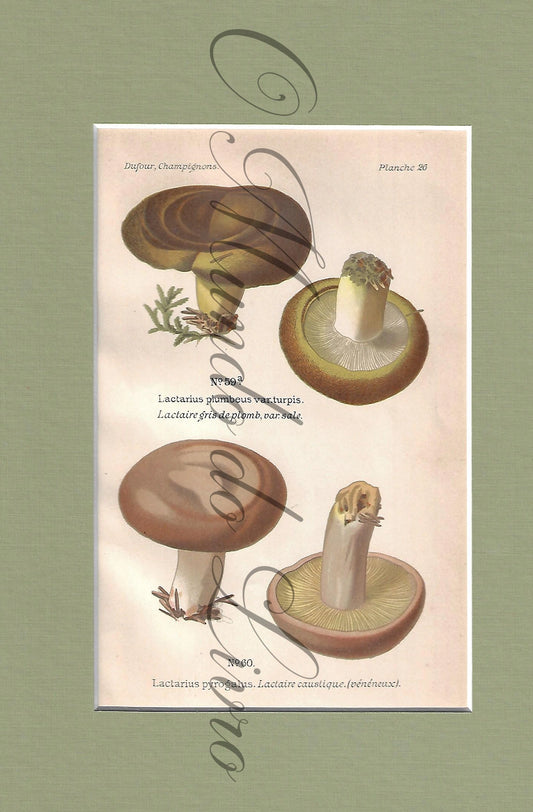 Gravura de Cogumelo - Prancha 26 | Dufour, Léon (1891) (Cópia)