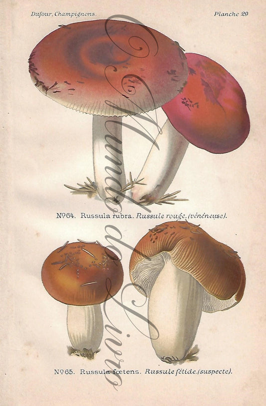 Gravura de Cogumelo - Prancha 29 | Dufour, Léon (1891)