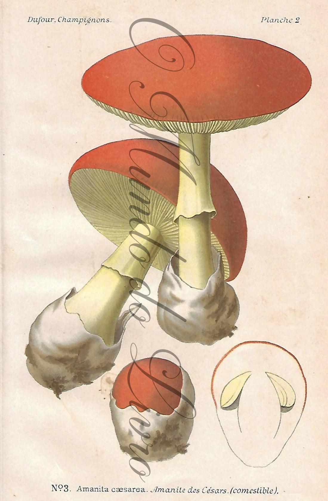 Gravura de Cogumelo - Prancha 2a | Dufour, Léon (1891)