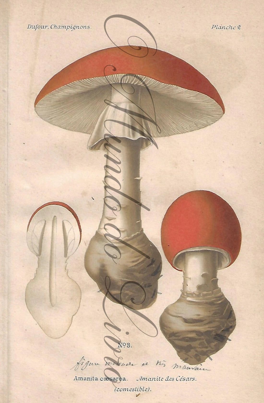 Gravura de Cogumelo - Prancha 2b | Dufour, Léon (1891)