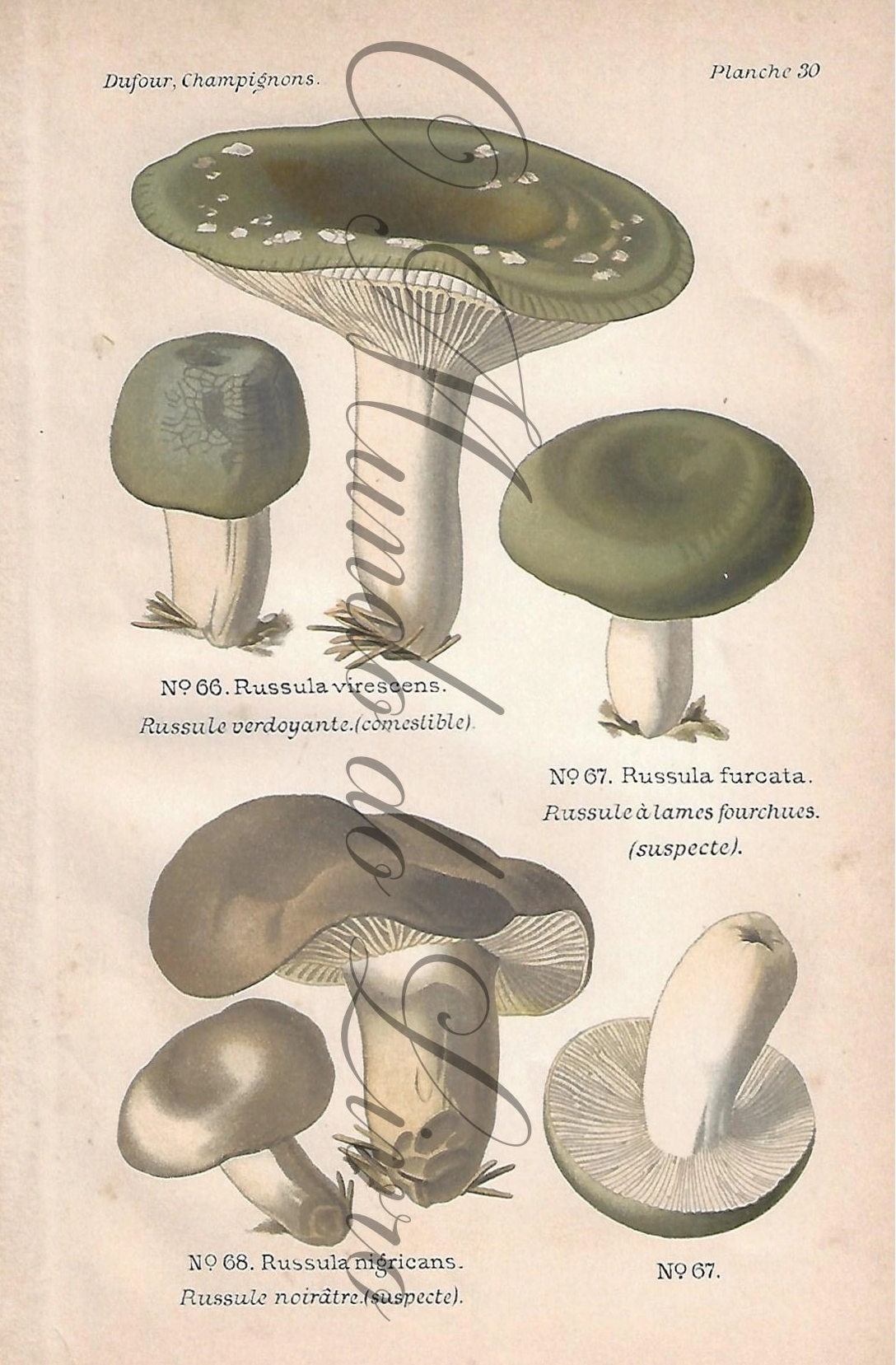 Gravura de Cogumelo - Prancha 30 | Dufour, Léon (1891)
