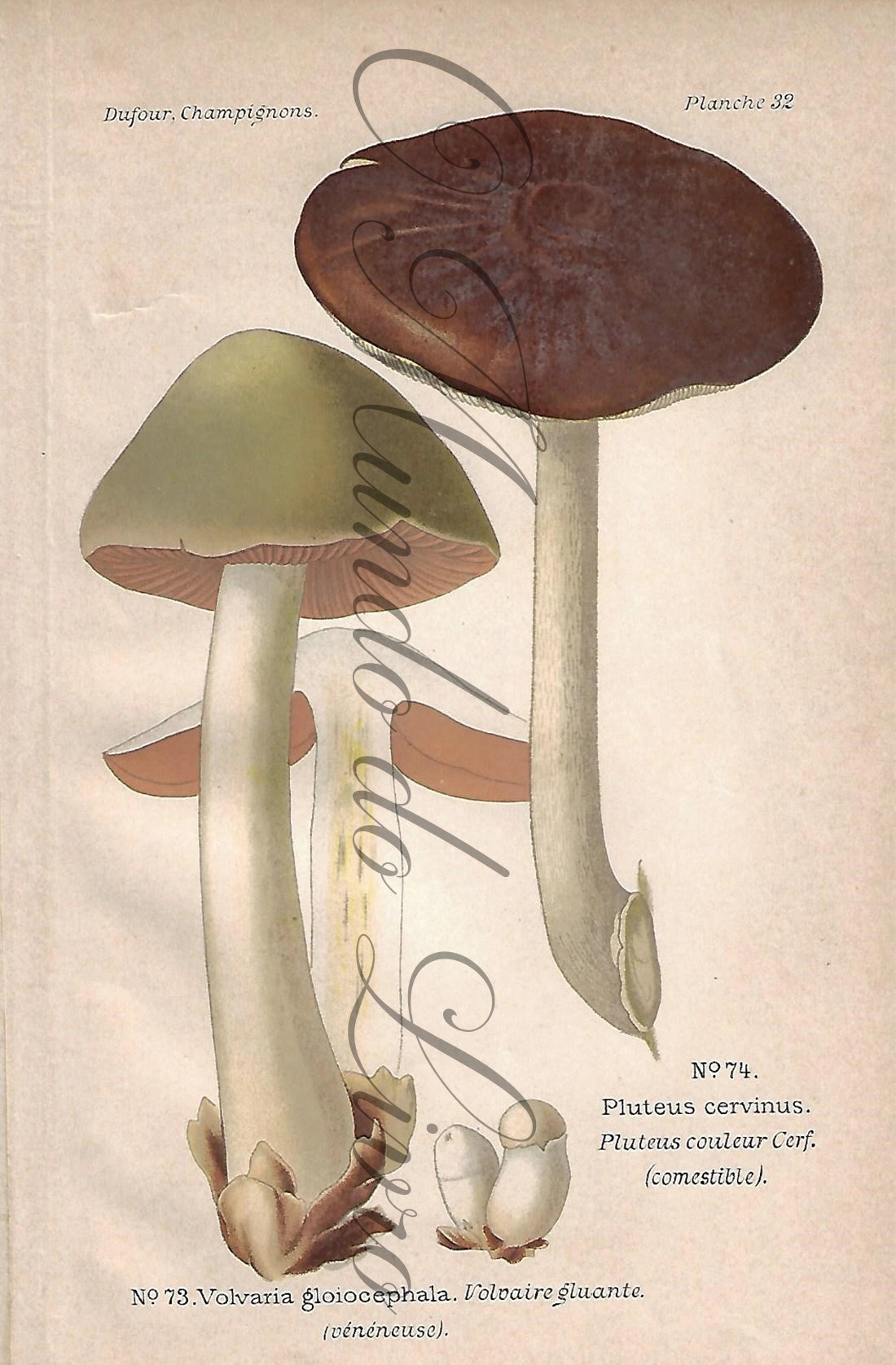 Gravura de Cogumelo - Prancha 32 | Dufour, Léon (1891)