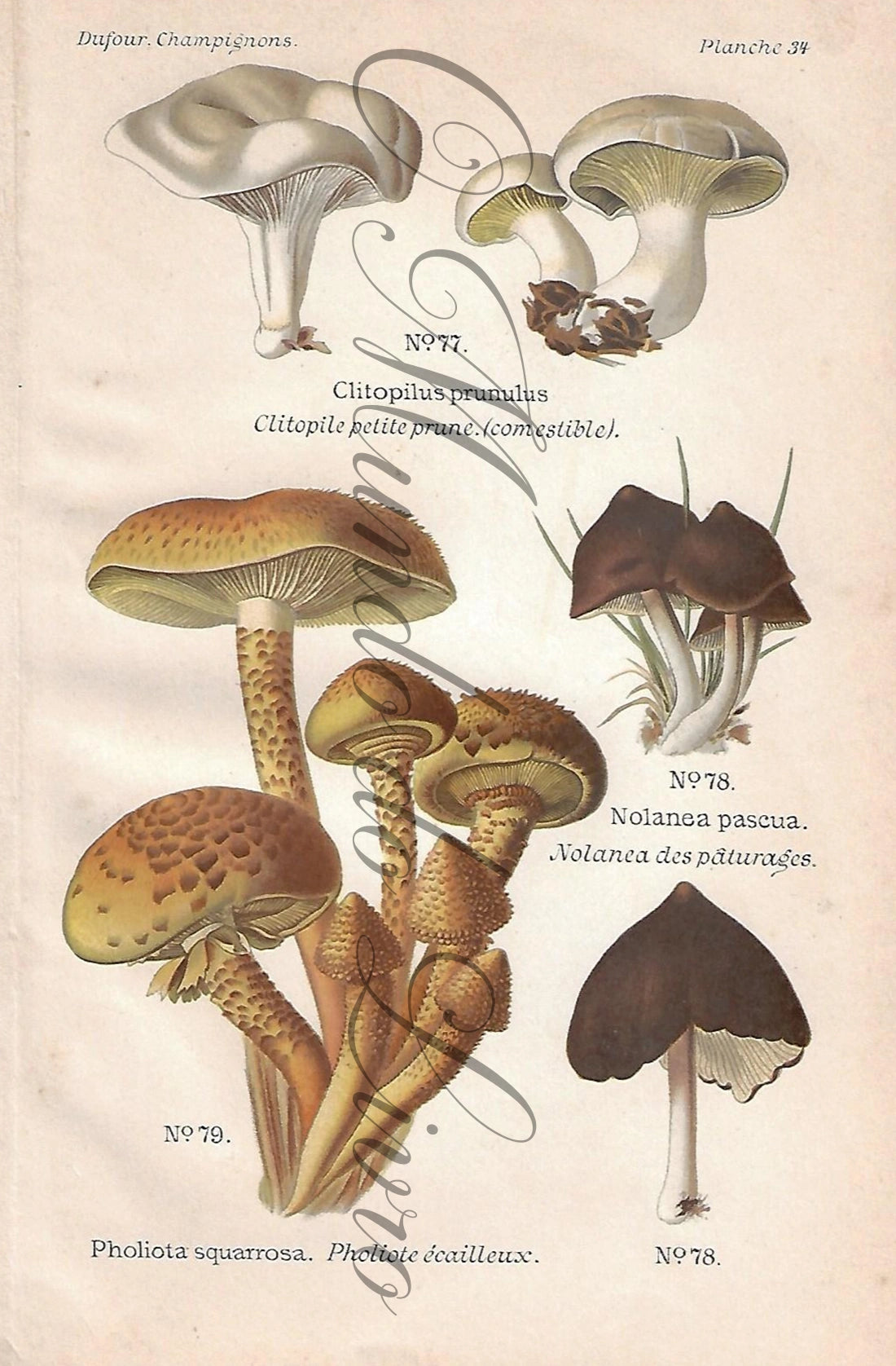 Gravura de Cogumelo - Prancha 34 | Dufour, Léon (1891)