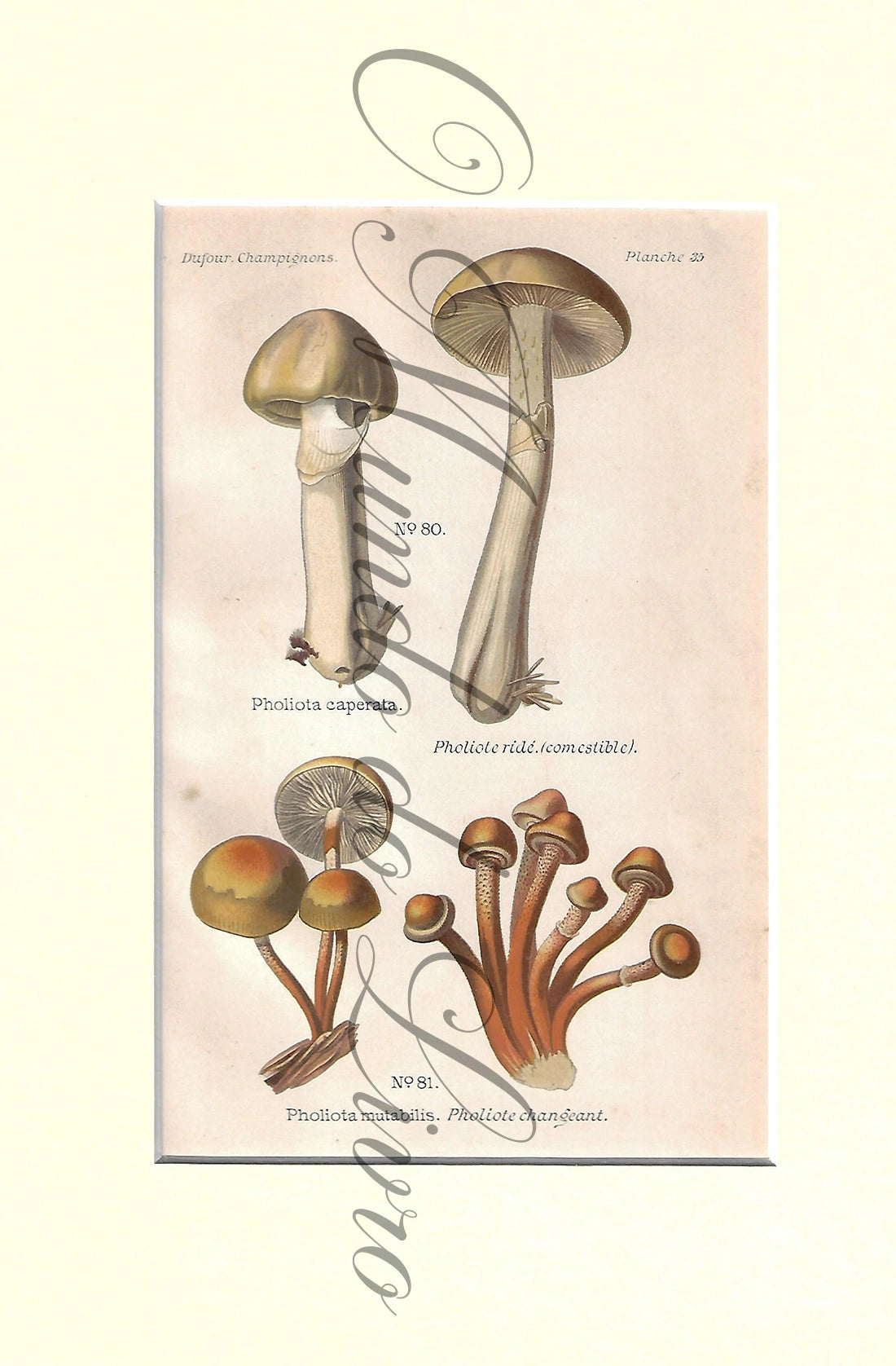 Gravura de Cogumelo - Prancha 35 | Dufour, Léon (1891)