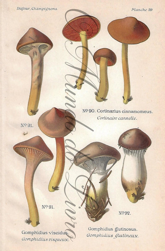 Gravura de Cogumelo - Prancha 39 | Dufour, Léon (1891)