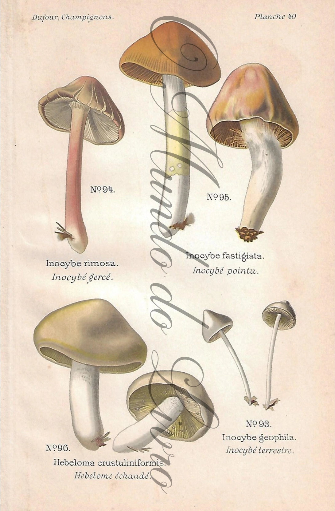 Gravura de Cogumelo - Prancha 40 | Dufour, Léon (1891)